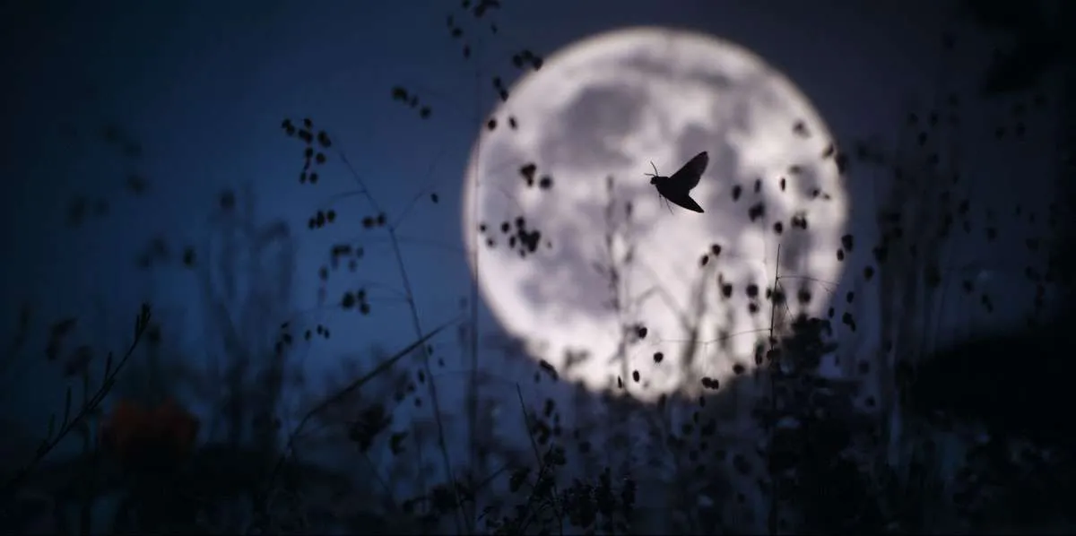 Moth flies across the face of the moon, in the style of Disney, filmed in a studio using a gobo moon and real moth